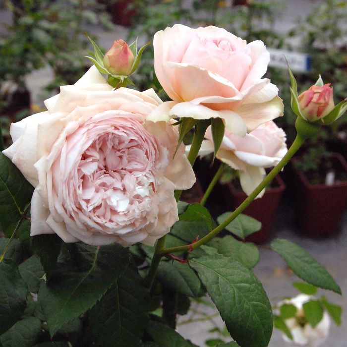 やさしげな薄いピンク色をした鏡花(きょうか)というバラの画像