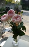やさしげな薄いピンク色をした鏡花(きょうか)というバラの画像