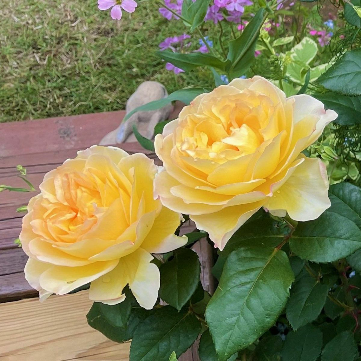 純黄色をしたれもんというバラの画像