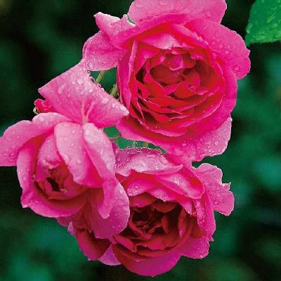 濃いローズピンク色をしたパレードというバラの画像