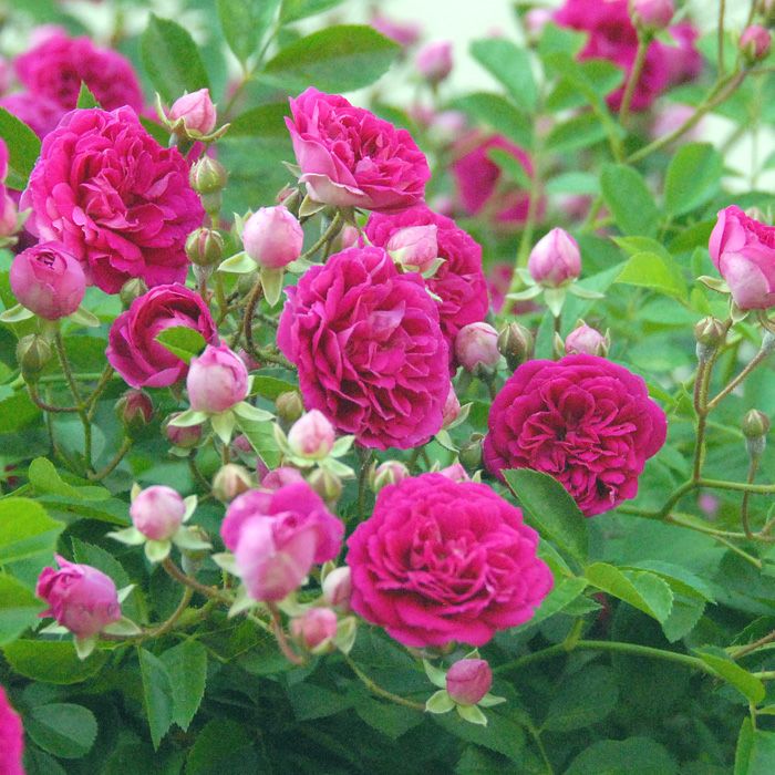 ローズレッド色をしたプティルージュというバラの画像