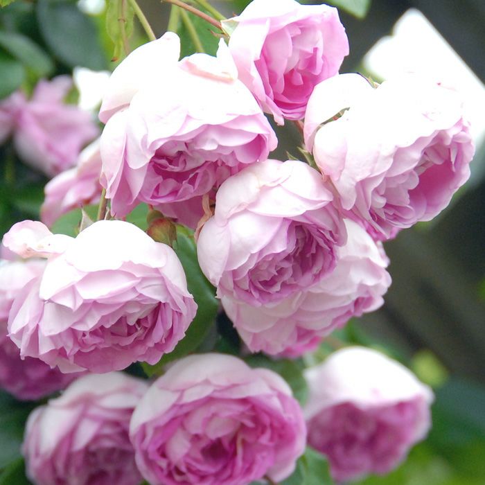 優しいピンク色の花が咲くジャスミーナというバラの画像