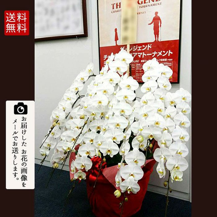 蘭 ラン お祝い お供えに 胡蝶蘭 コチョウラン お花１０本立 京阪園芸ガーデナーズwebショップ 本店