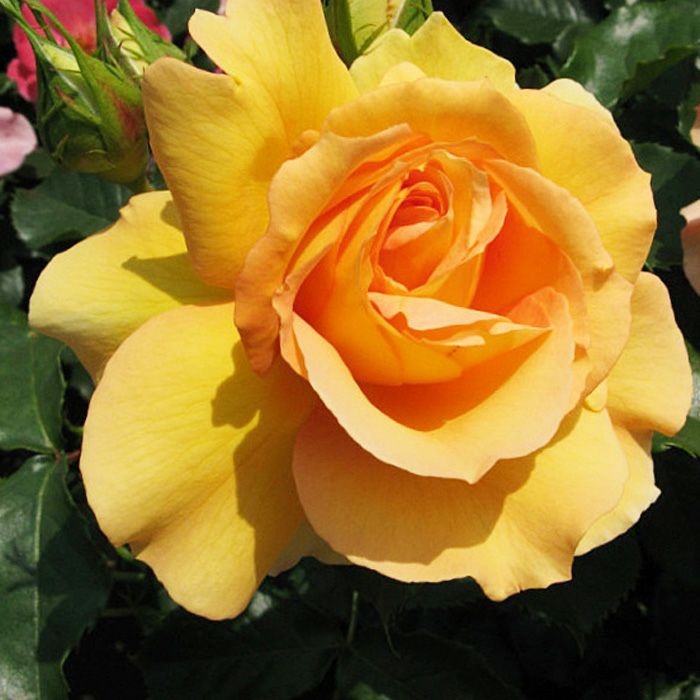 オレンジ色がかる黄色をしたユリイカというバラの画像