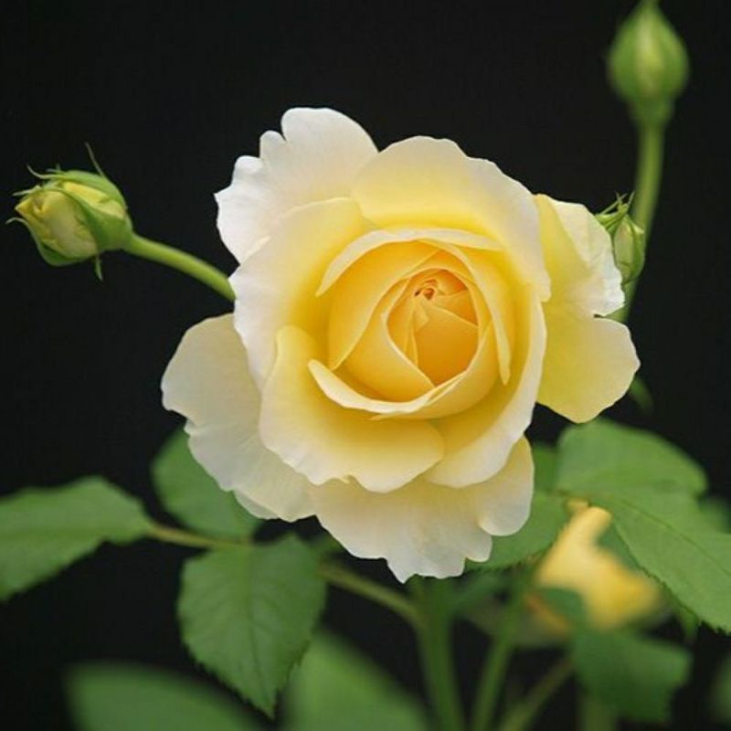 まばゆい黄金色をしたゴールドバニィというバラの画像