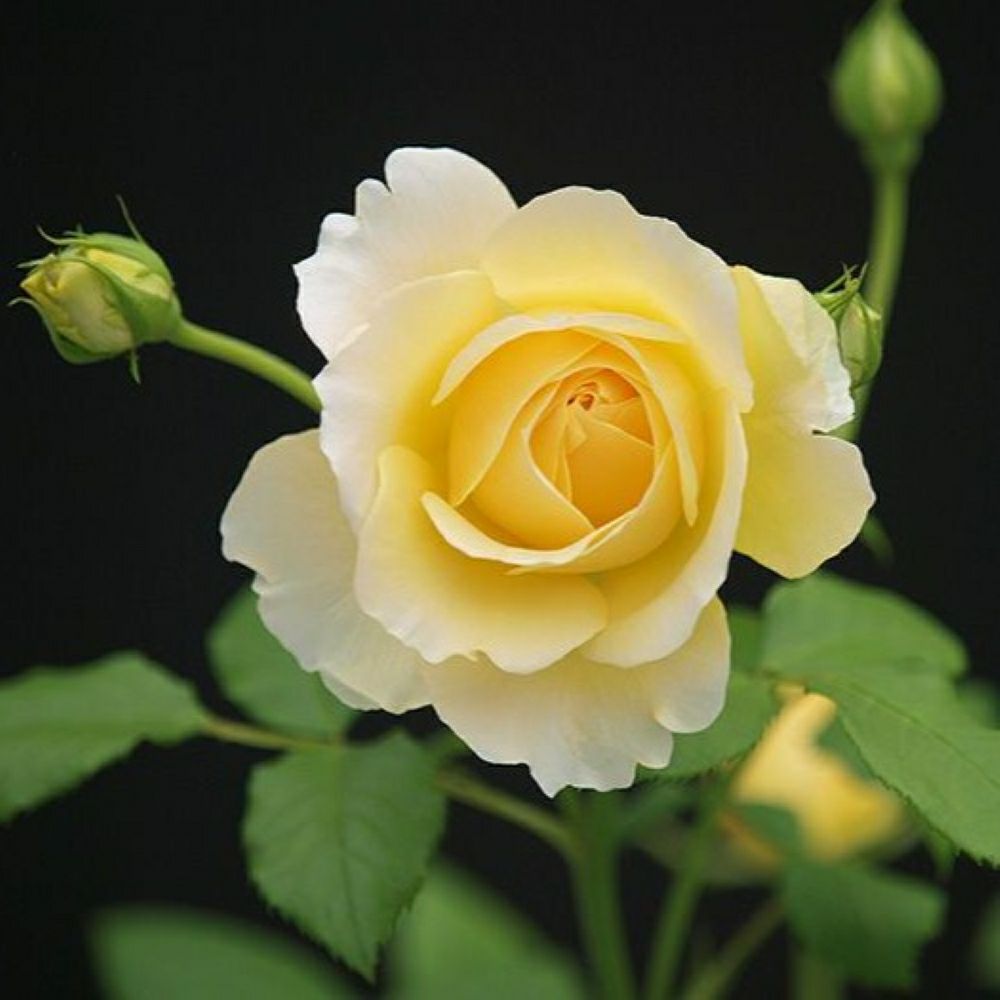 まばゆい黄金色をしたゴールドバニィというバラの画像