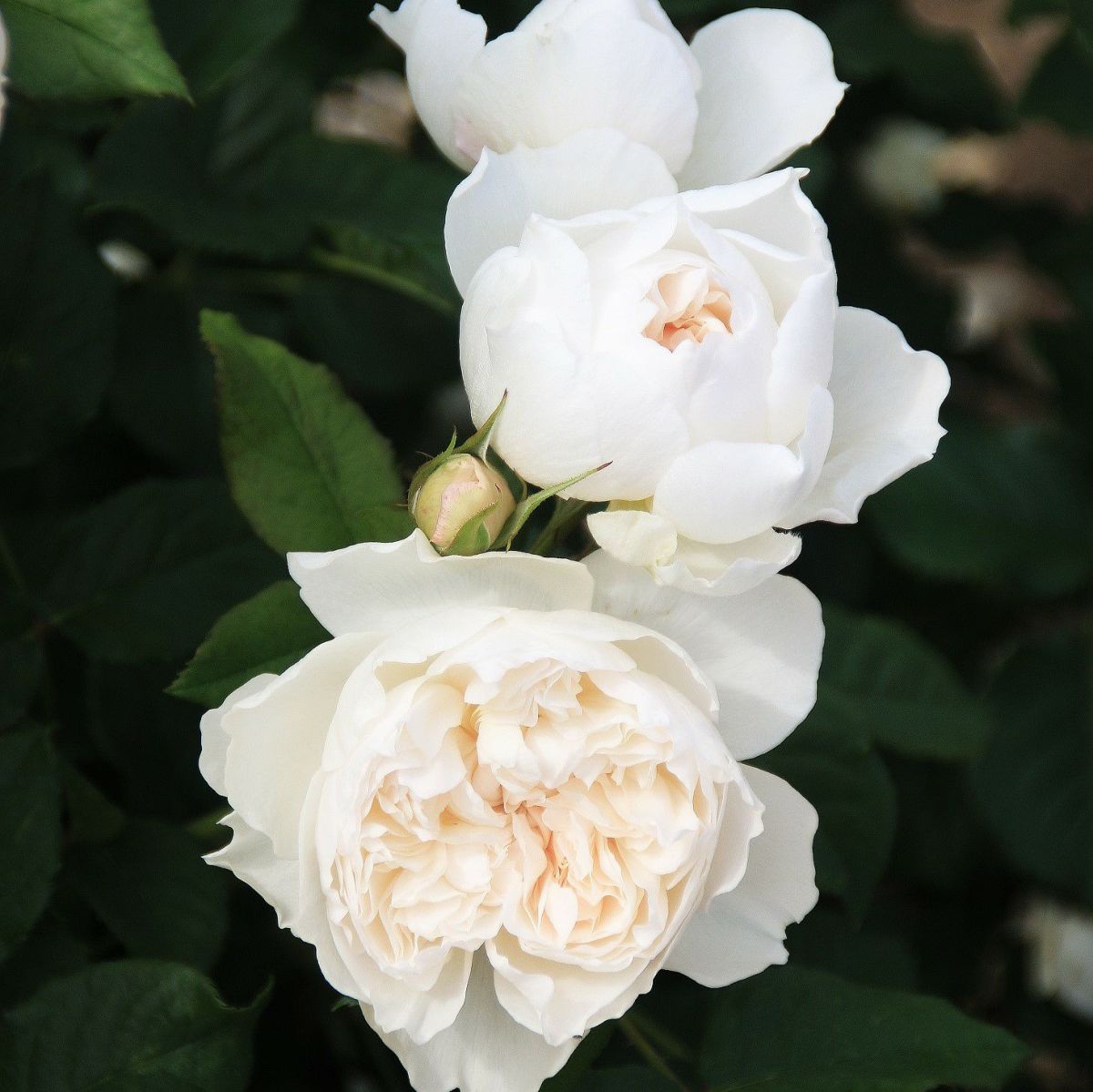 中央がほんのりピンク色をした白薔薇アッサンブラージュ