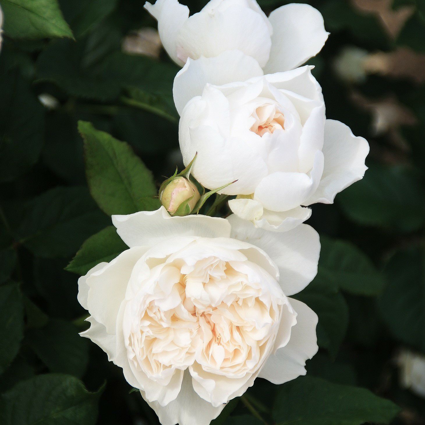 中央がほんのりピンク色をした白薔薇アッサンブラージュ