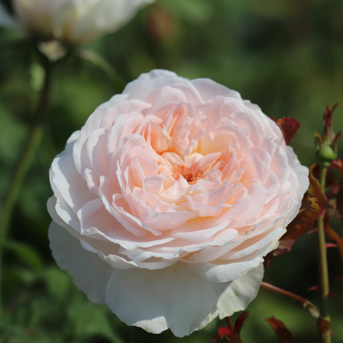 中央がほんのりピンク色をした白薔薇アッサンブラージュの画像