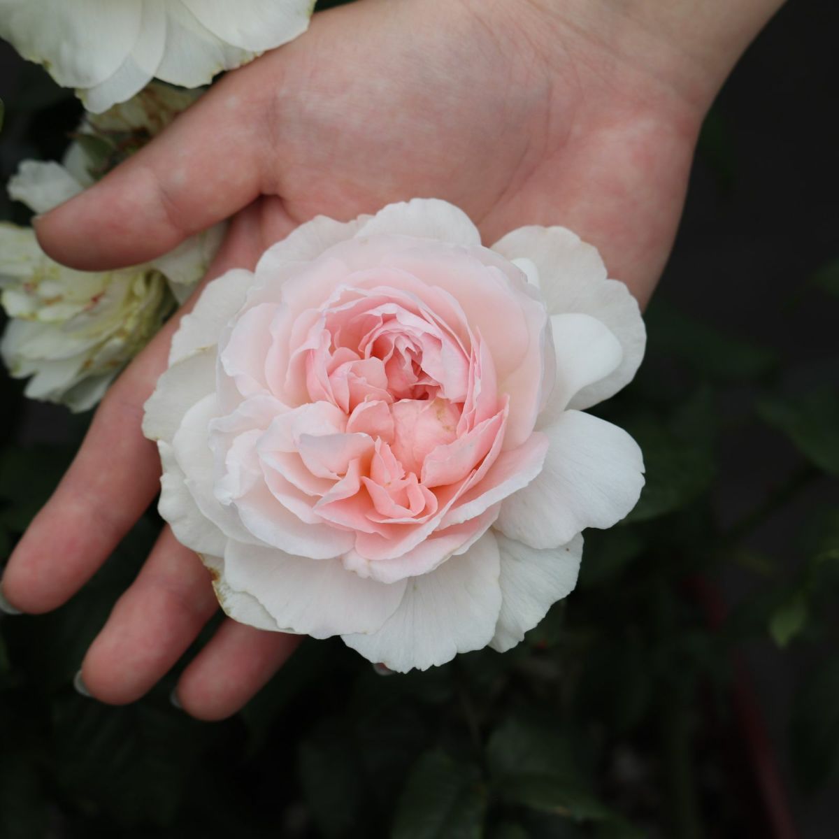 白薔薇アッサンブラージュに手を添えている画像