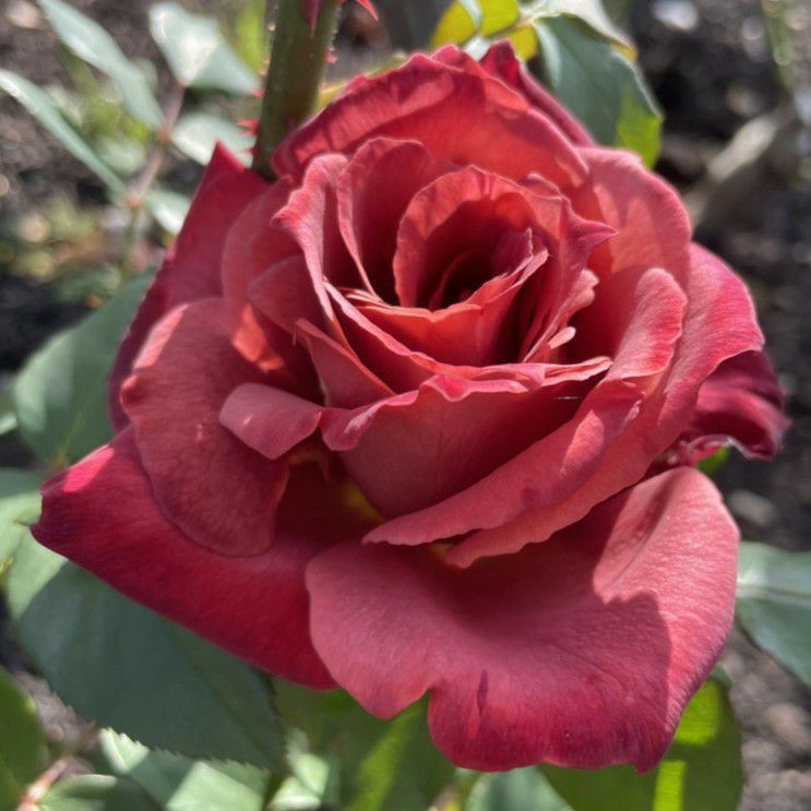 黒紅色をした嵐山（らんざん）というバラの画像