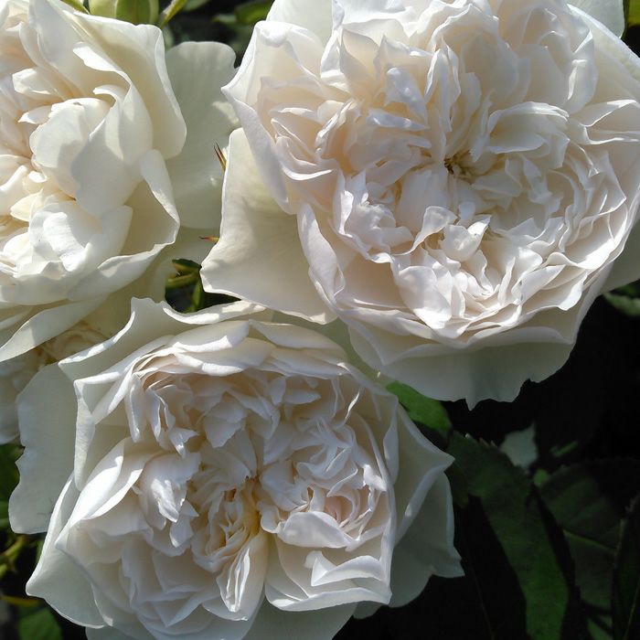 透き通るような純白～アイボリー色のクイーンオブジエルブスというバラの画像