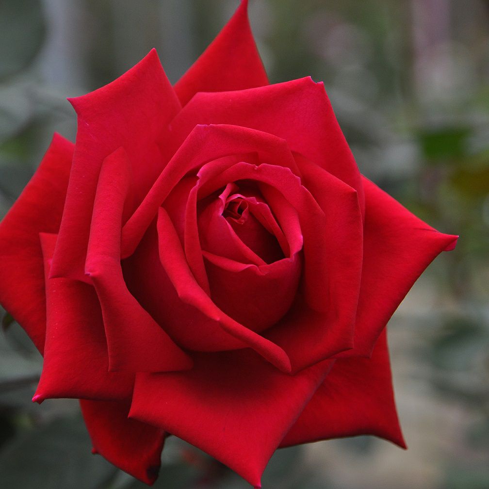 クリスチャンディオール]秋苗｜バラと庭あそび京阪園芸公式ショップ