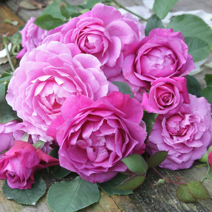 ワインがかったピンク色をしたフィネスというバラの画像