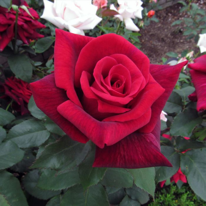 黒紅色をした嵐山（らんざん）というバラの画像