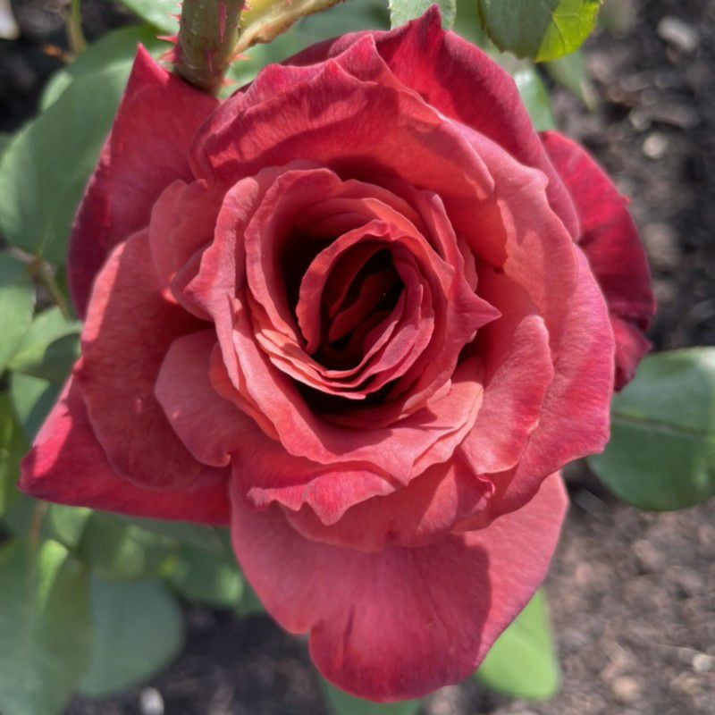 黒紅色をした嵐山（らんざん）というバラの画像