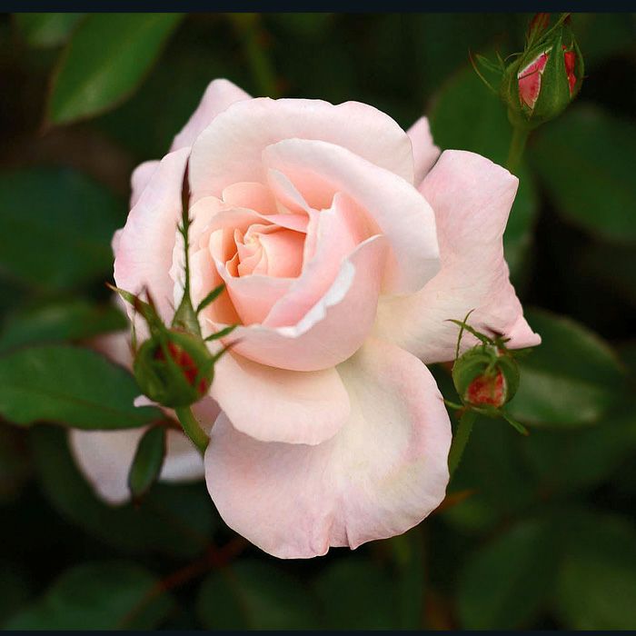 バラ オードリーヘップバーン 春苗 新苗 ピンク系 四季咲 H T トゥーミー 大輪咲き四季バラバラ苗 薔薇 2108 京阪園芸ガーデナーズwebショップ 本店