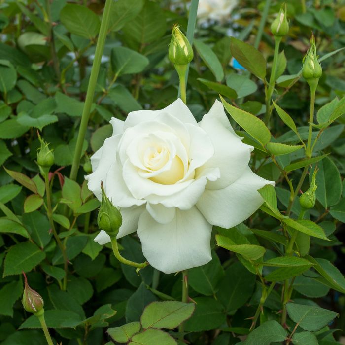 純白の花色をしたジョンF（エフ）ケネディというバラの画像