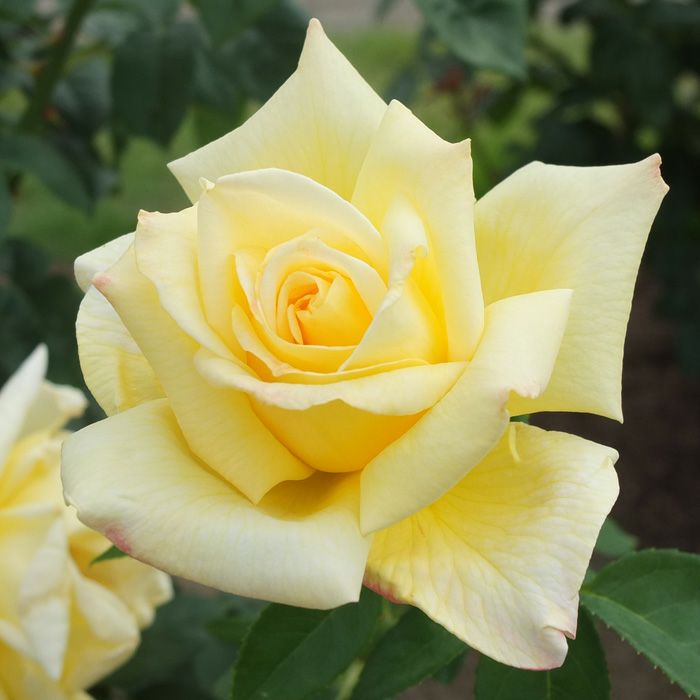 やさしい黄色をした天津乙女（あまつおとめ）というバラの画像