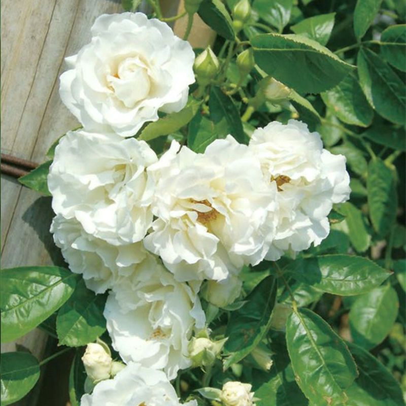 上品な白色をしたつるサマースノーというバラの画像