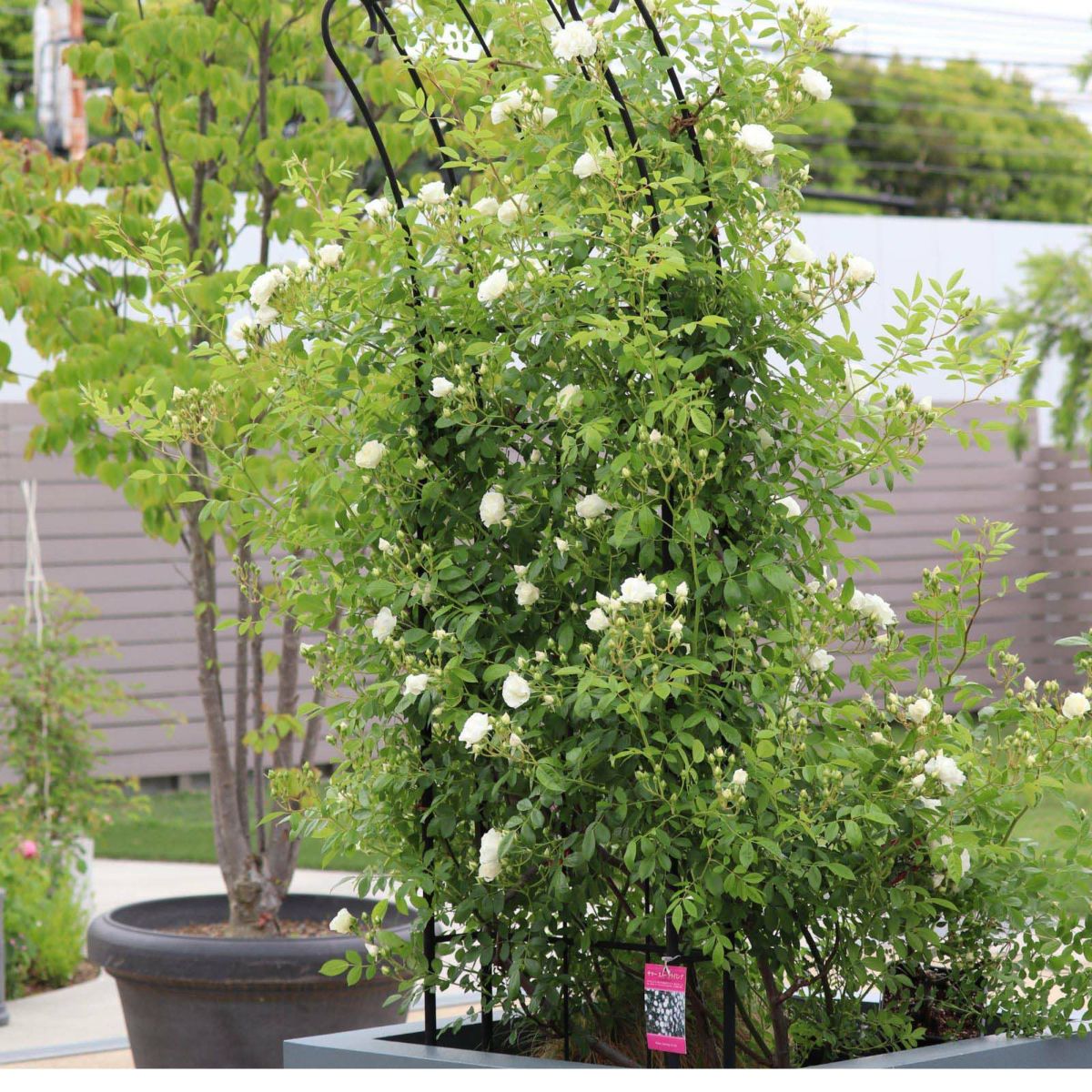 上品な白色をしたつるサマースノーというバラの画像