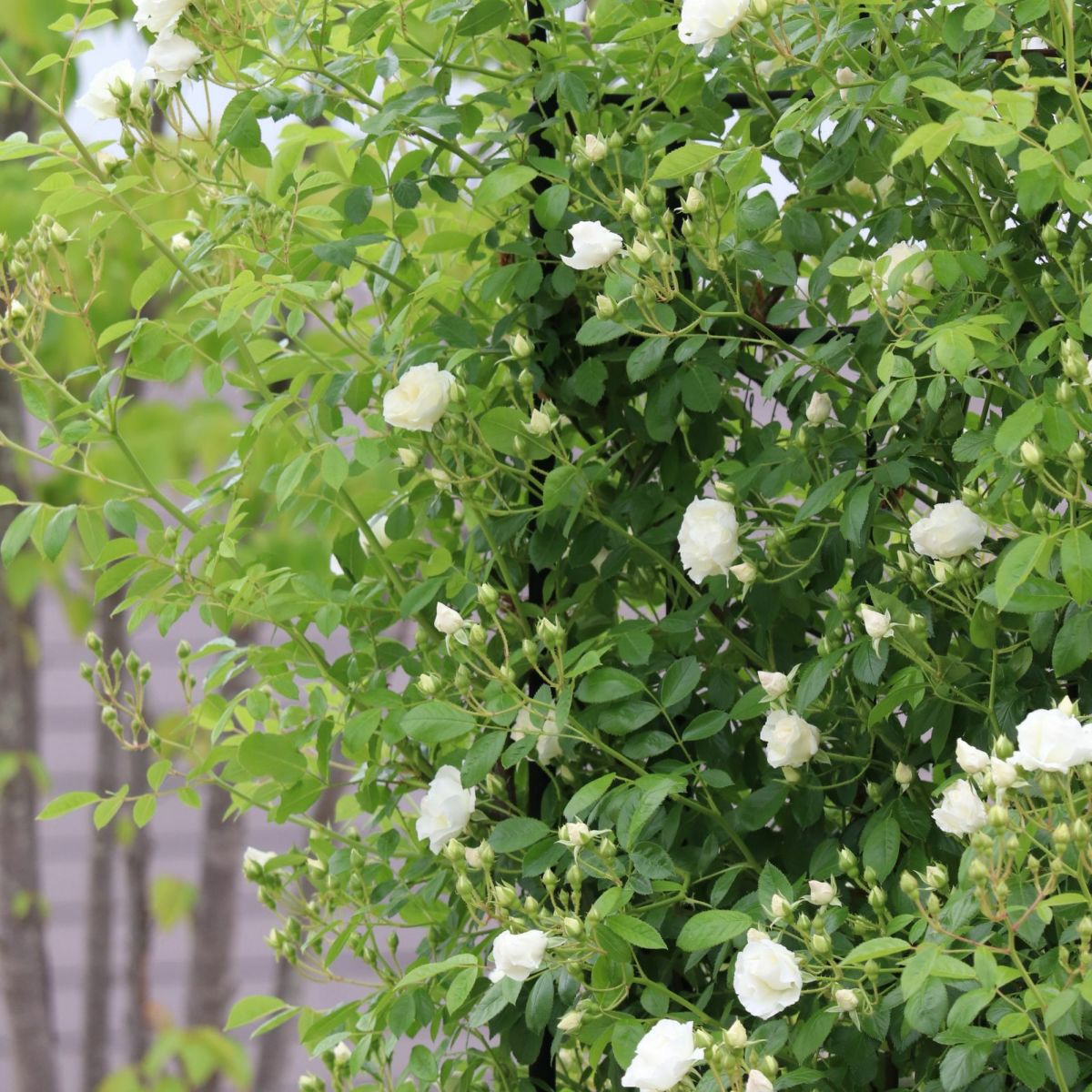 上品な白色をしたつるサマースノーというバラの画像