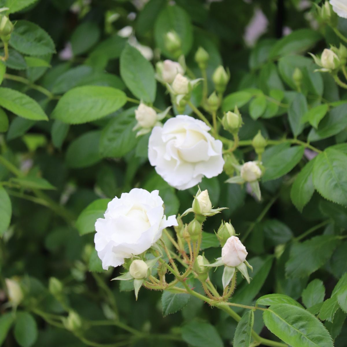 上品な白色をしたつるサマースノーというバラの画像