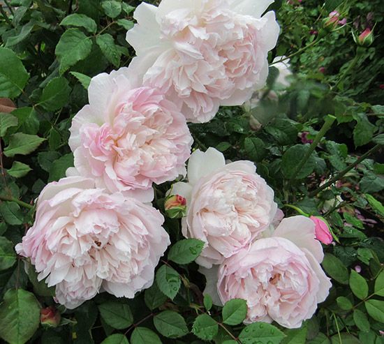 シルクのようなオフホワイトの優しげな色をしたソワイユというバラの画像