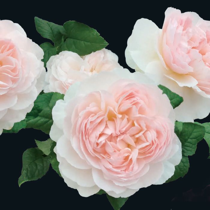 中央がほんのりピンク色をした白薔薇アッサンブラージュの画像