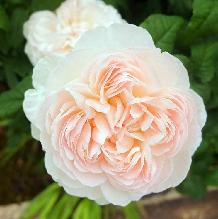中央がほんのりピンク色をした白薔薇アッサンブラージュの画像