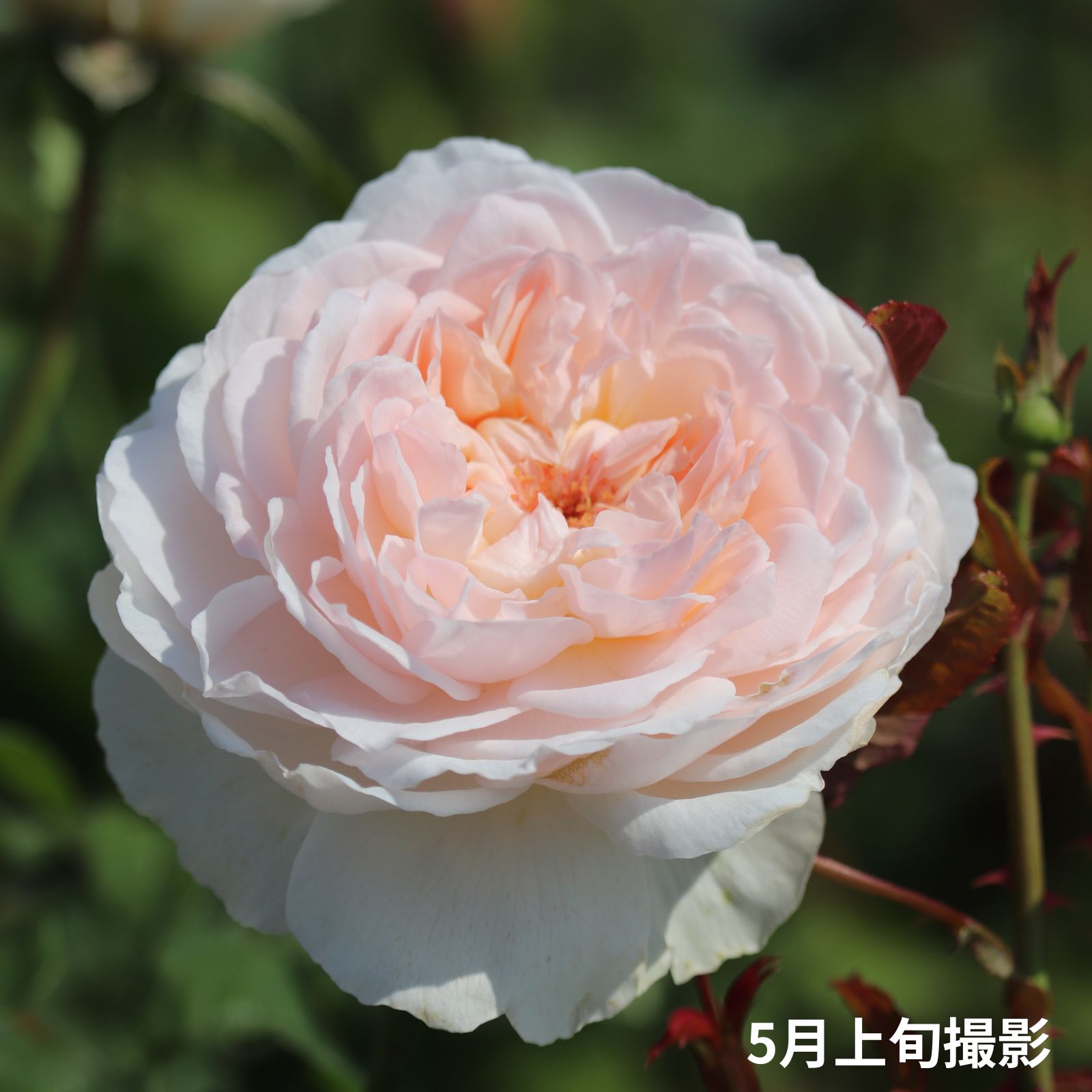 中央がほんのりピンク色をした白薔薇アッサンブラージュの画像