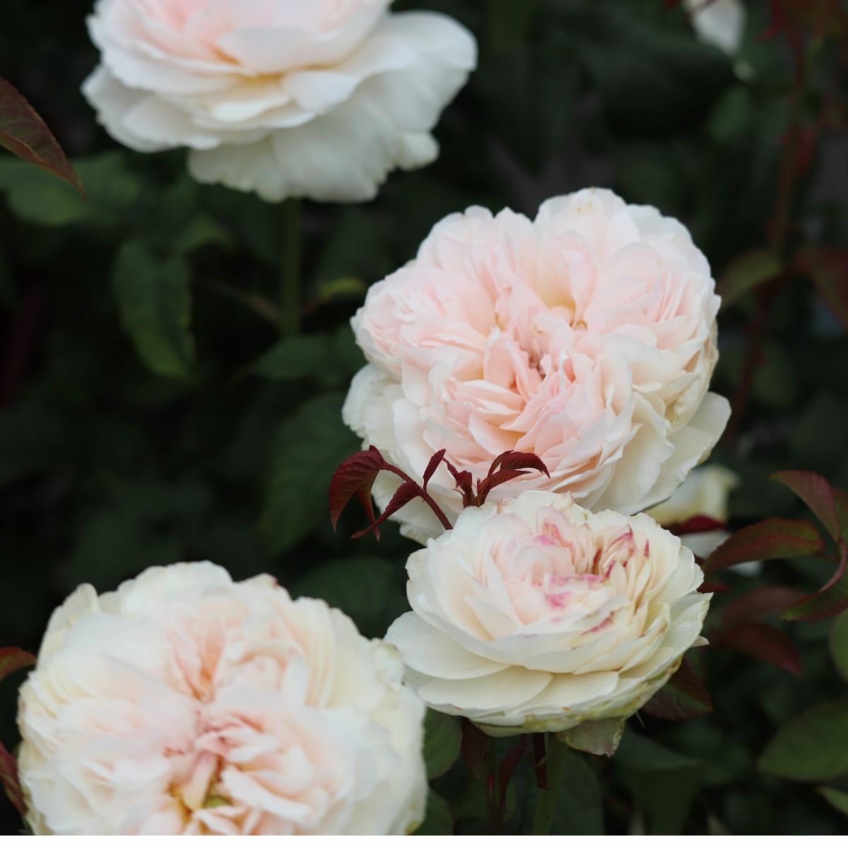 中央がほんのりピンク色をした白薔薇アッサンブラージュの画像