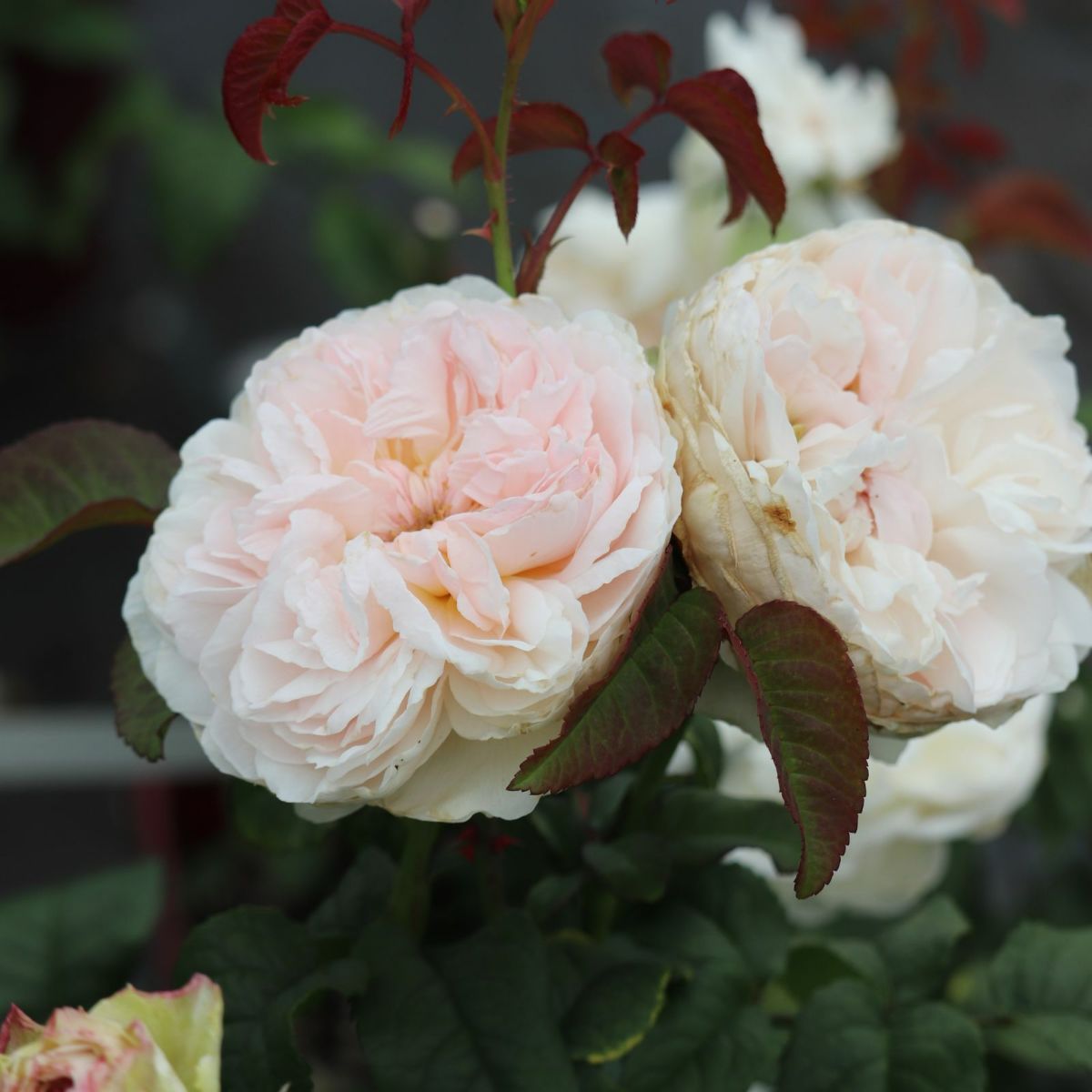 中央がほんのりピンク色をした白薔薇アッサンブラージュの画像