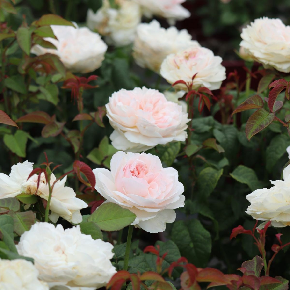 中央がほんのりピンク色をした白薔薇アッサンブラージュの画像