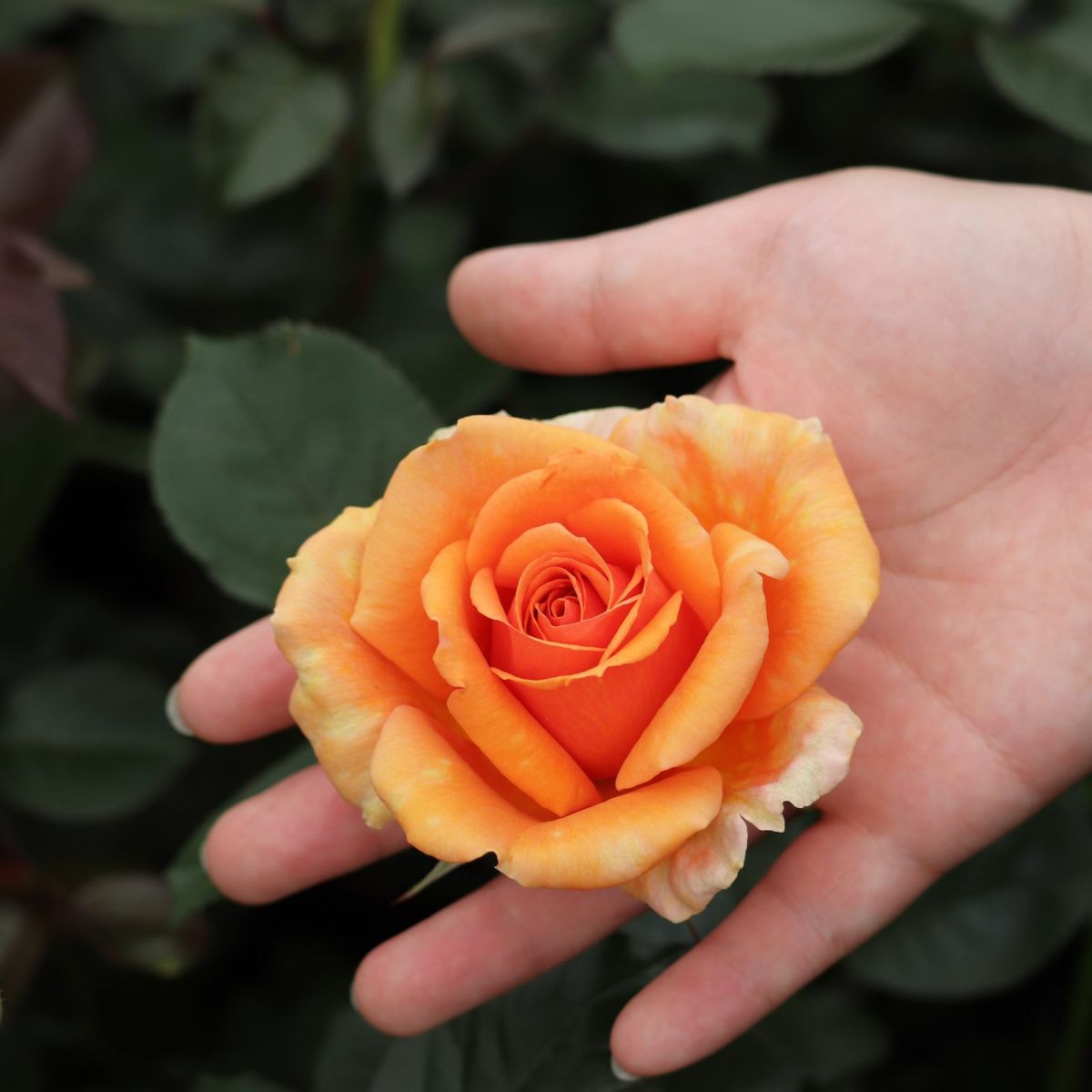 したアシュラムというバラ