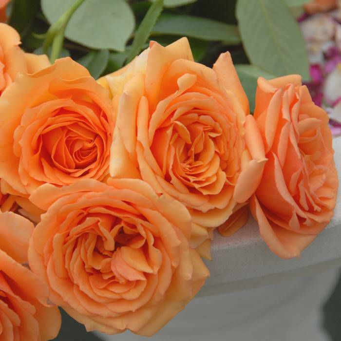 茶色を帯びた濃いオレンジ色をしたアシュラムというバラの画像