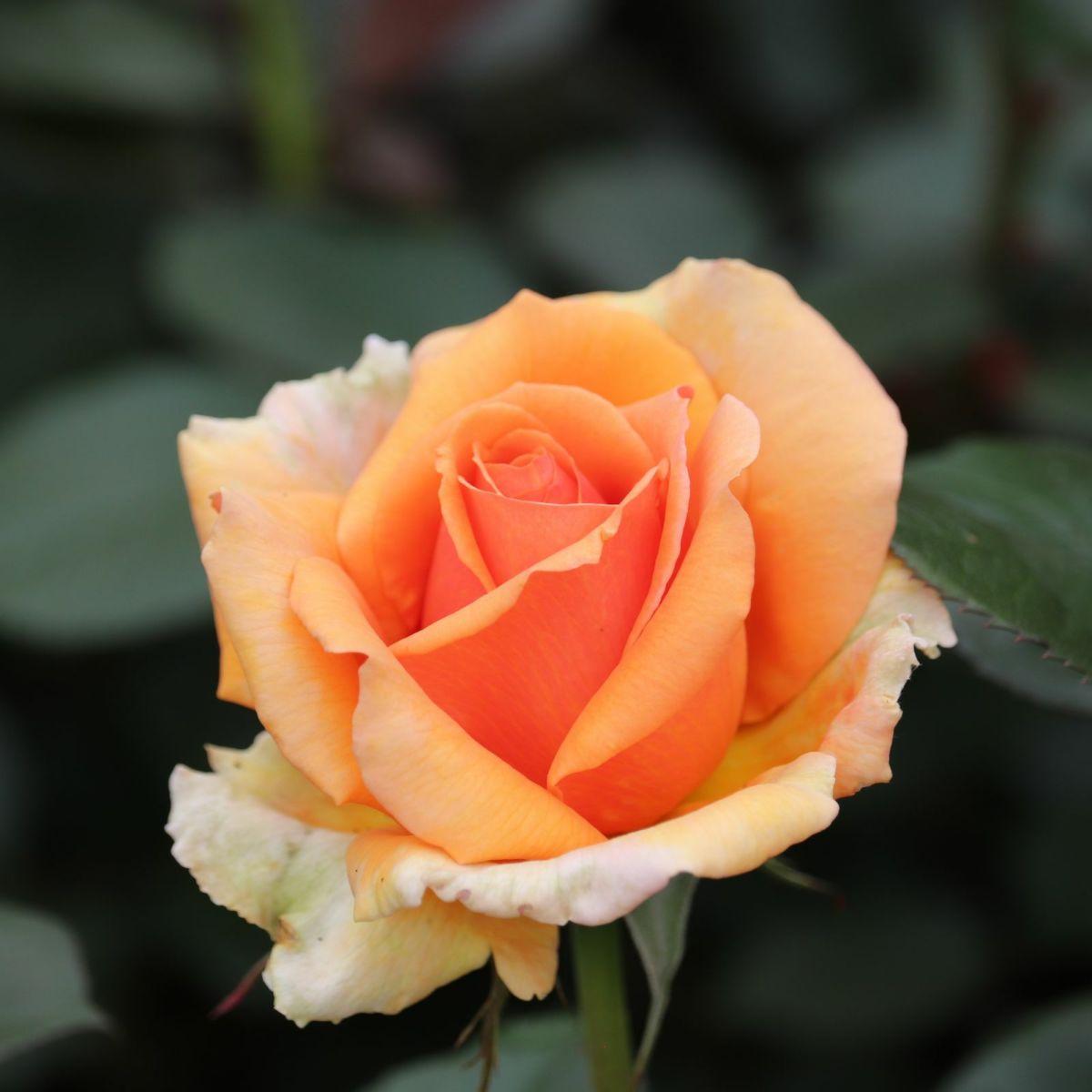 茶色を帯びた濃いオレンジ色をしたアシュラムというバラの画像