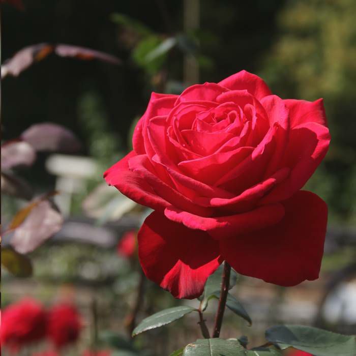 ジョンウォータラーという美しい赤バラの画像