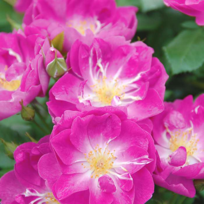 透き通るようなヴァイオレットの美しい花色をしたインターナショナルヘレルドトリビューンというバラの画像