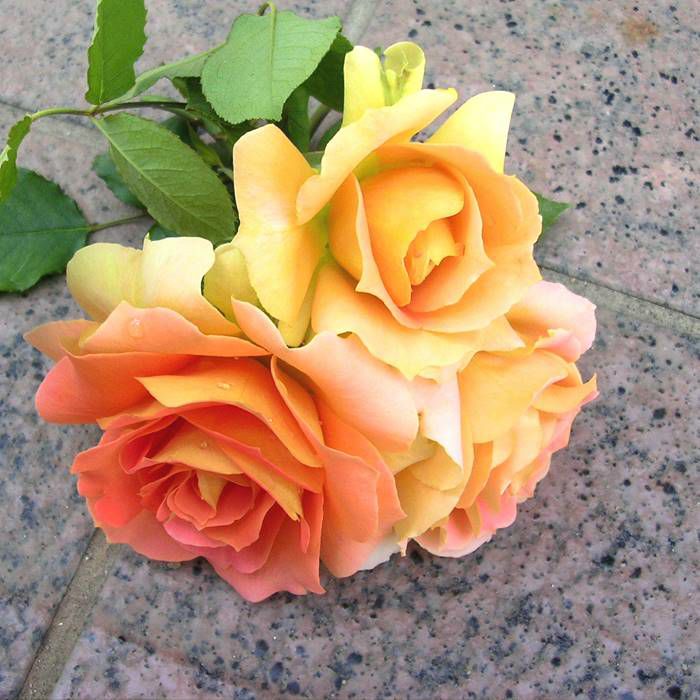 オレンジ色をしたブラスバンドというバラの画像