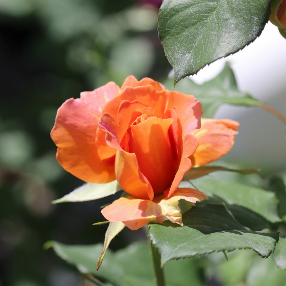 オレンジ色をしたブラスバンドというバラの画像