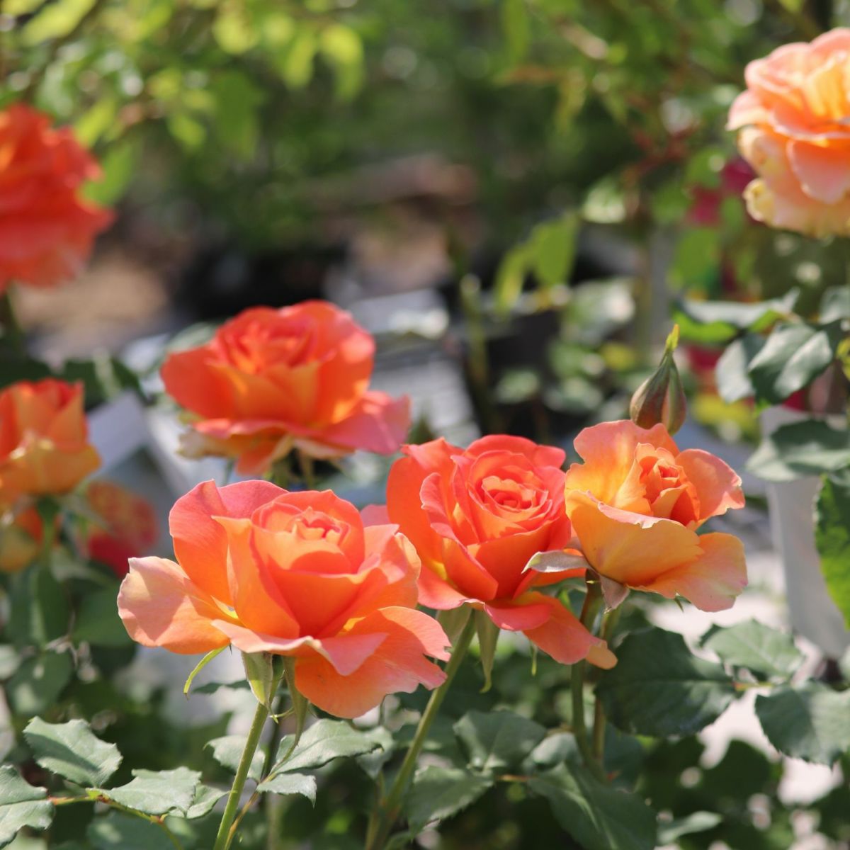 オレンジ色をしたブラスバンドというバラの画像