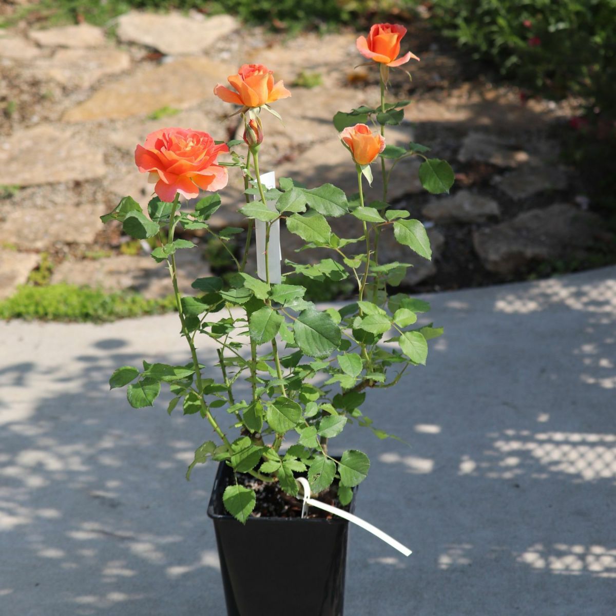 オレンジ色をしたブラスバンドというバラの鉢植え