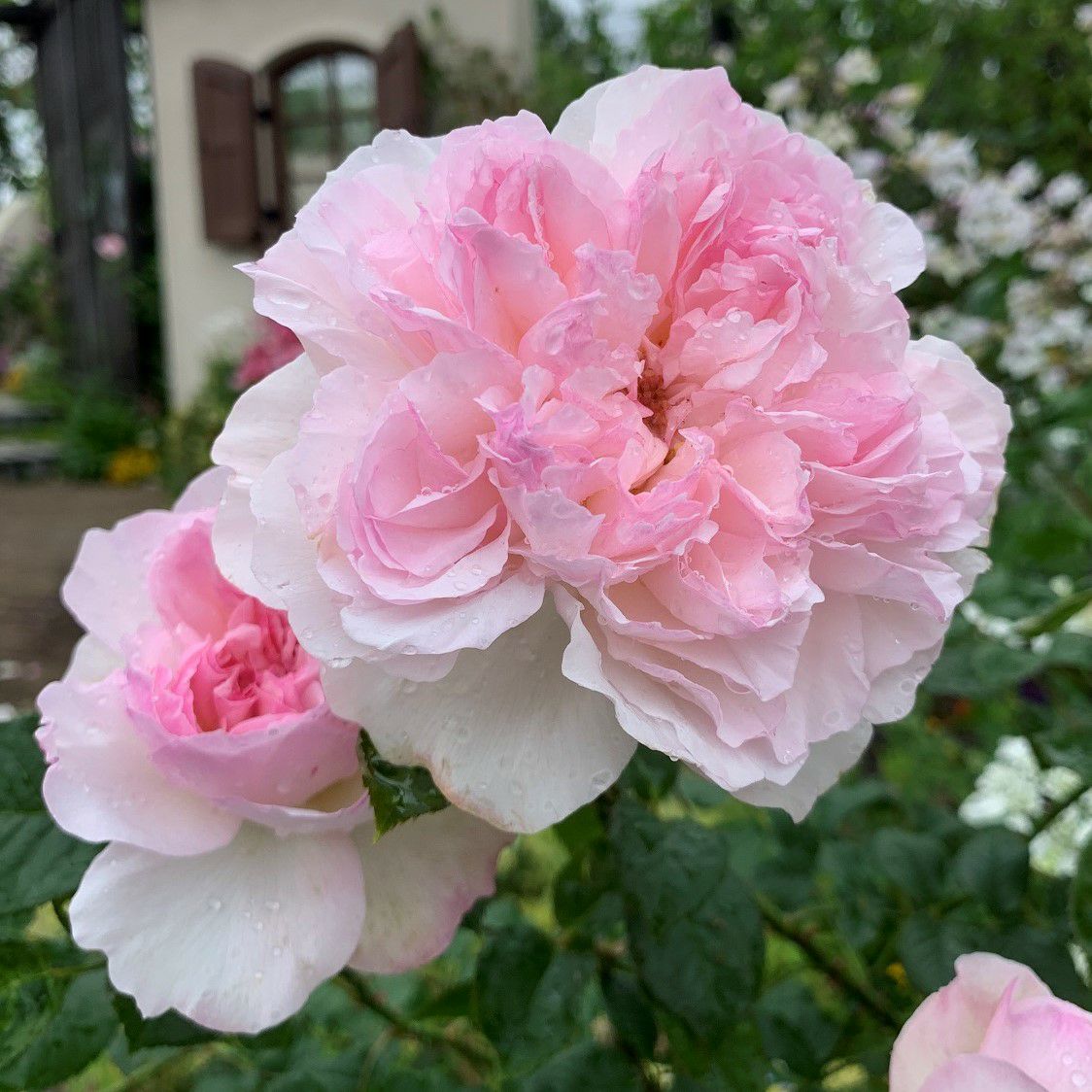 紅色の蹴込み斑が美しいオフホワイト色のソワイユというバラの画像