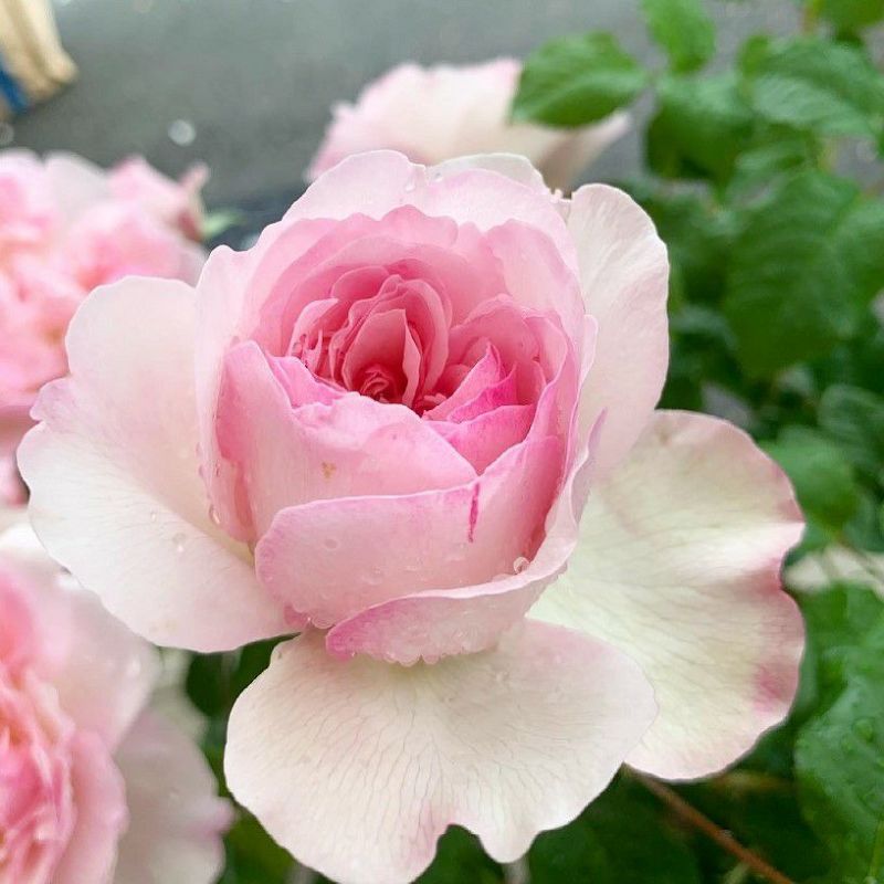 紅色の蹴込み斑が美しいオフホワイト色のソワイユというバラの画像