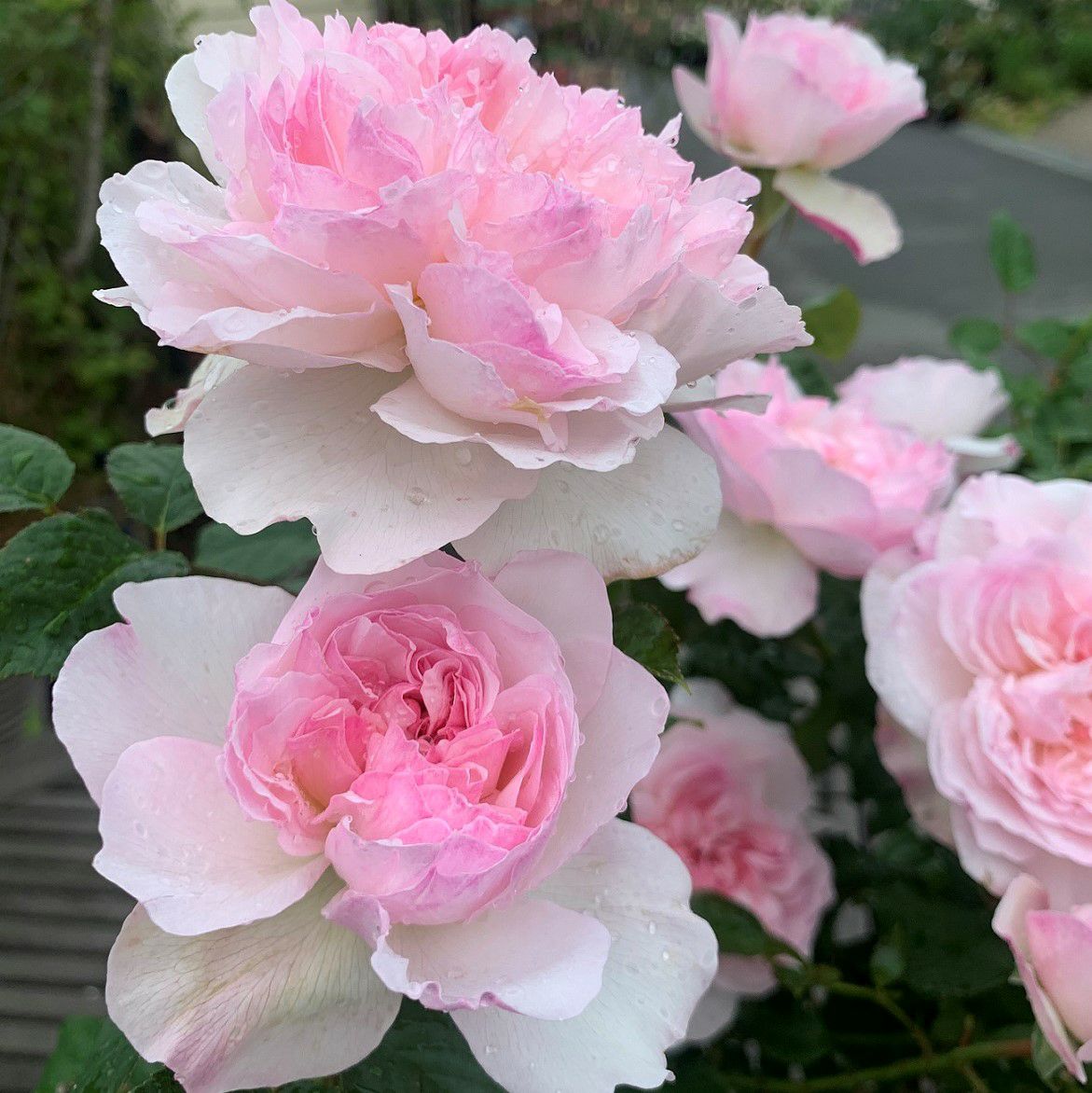 紅色の蹴込み斑が美しいオフホワイト色のソワイユというバラの画像