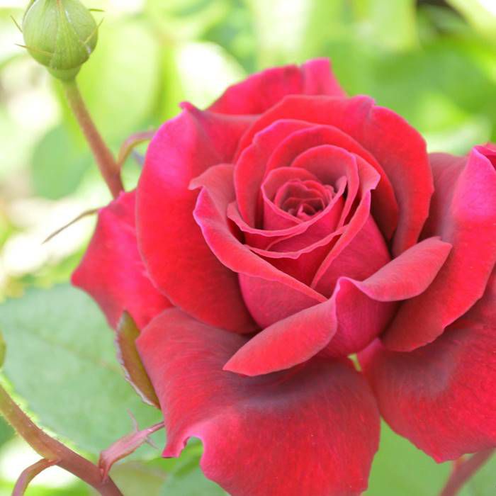 シックな赤紫色のジプシーソウルというバラの画像