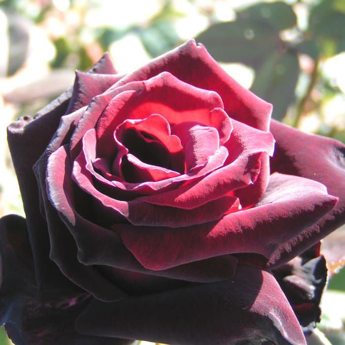 黒みを帯びた赤をしたバルカロールという黒バラの画像