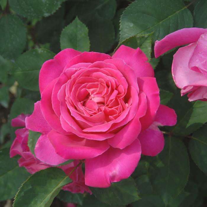 鮮やかなローズピンクをしたピンクピースというバラの画像