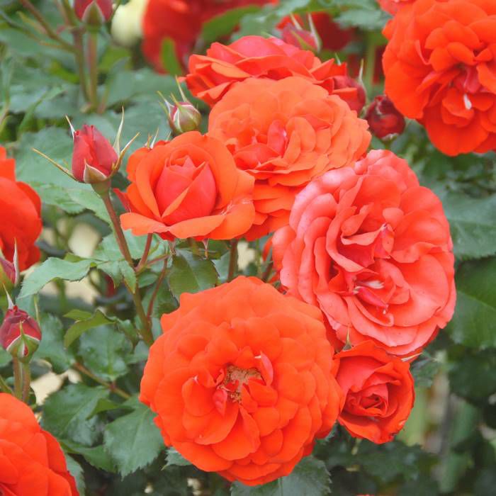 鮮やかな朱赤をしたオリンピックファイヤーというバラの画像